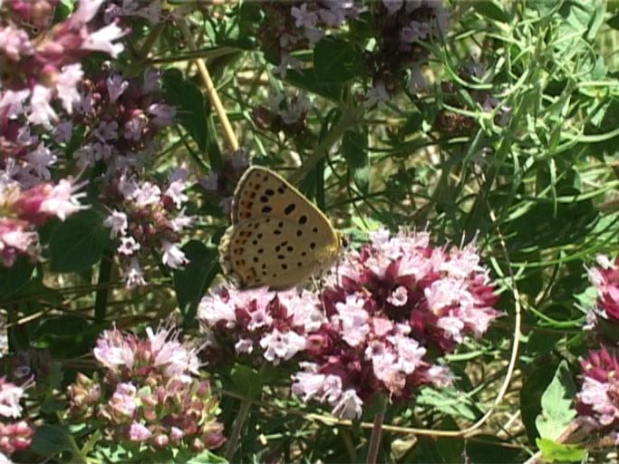 Brauner Feuerfalter ( Lycaena tityrus ),Weibchen, Flügelunterseite : Kaiserstuhl, 18.07.2006